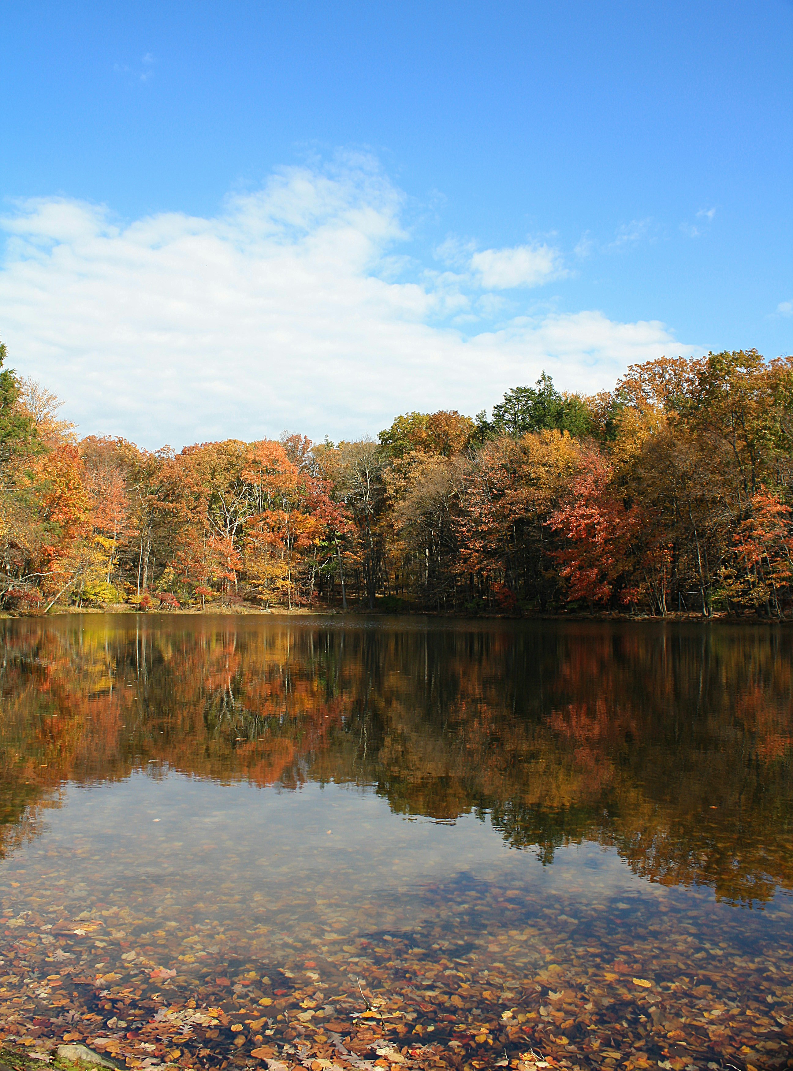 茶と緑の葉のある木々と湖の風景写真の写真 Unsplashで見つける湖の無料写真
