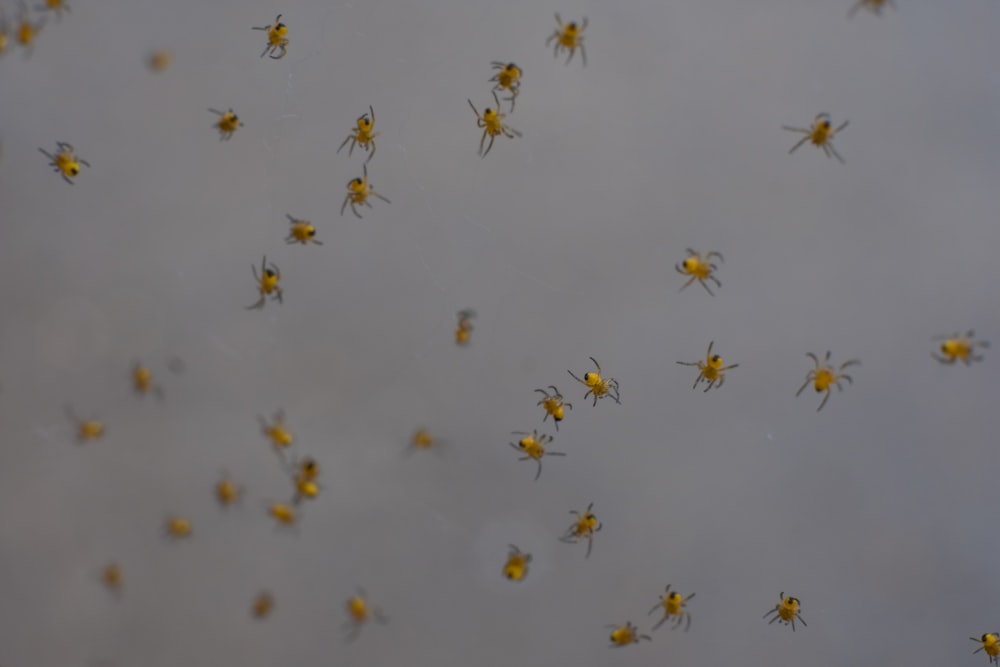 bunch of yellow spiders