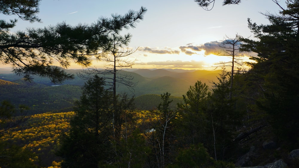 Photographie en gros plan de la forêt