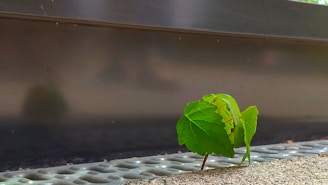 A small green plant with several leaves is growing from a grated surface, set against a blurred background. The plant appears to be thriving despite its urban environment.