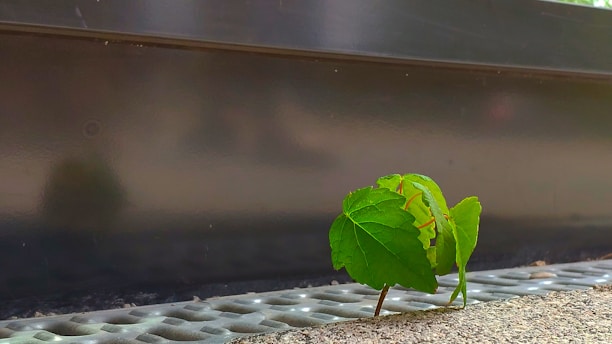 A small green plant with several leaves is growing from a grated surface, set against a blurred background. The plant appears to be thriving despite its urban environment.