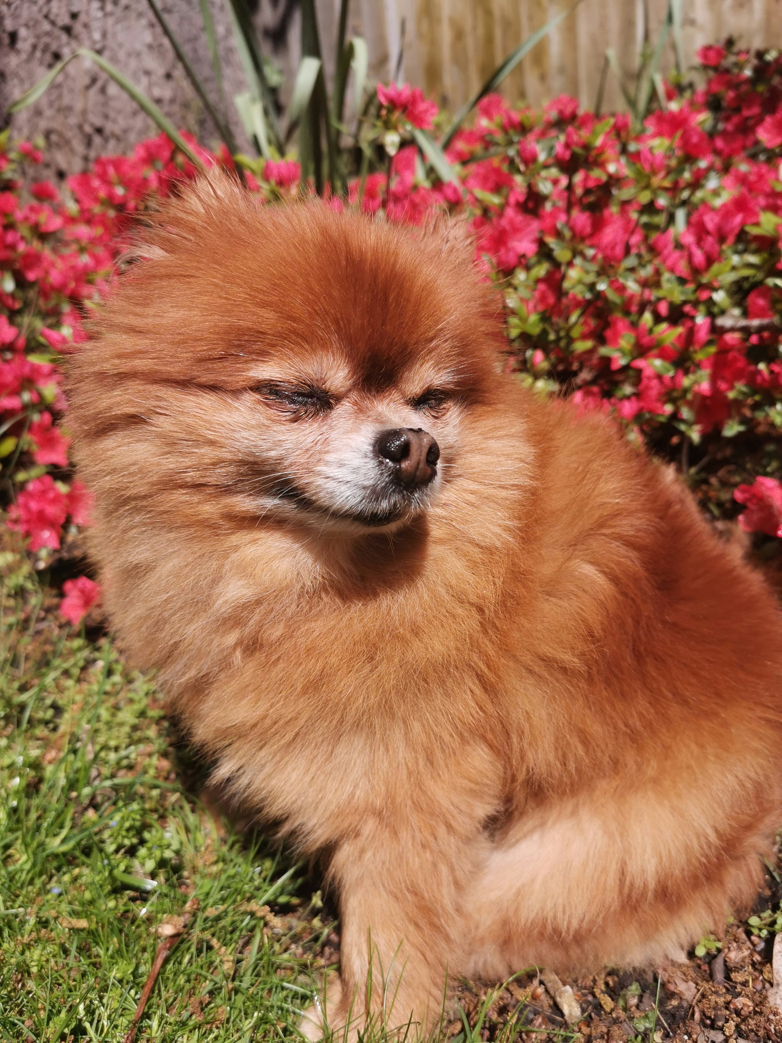 red pomchi