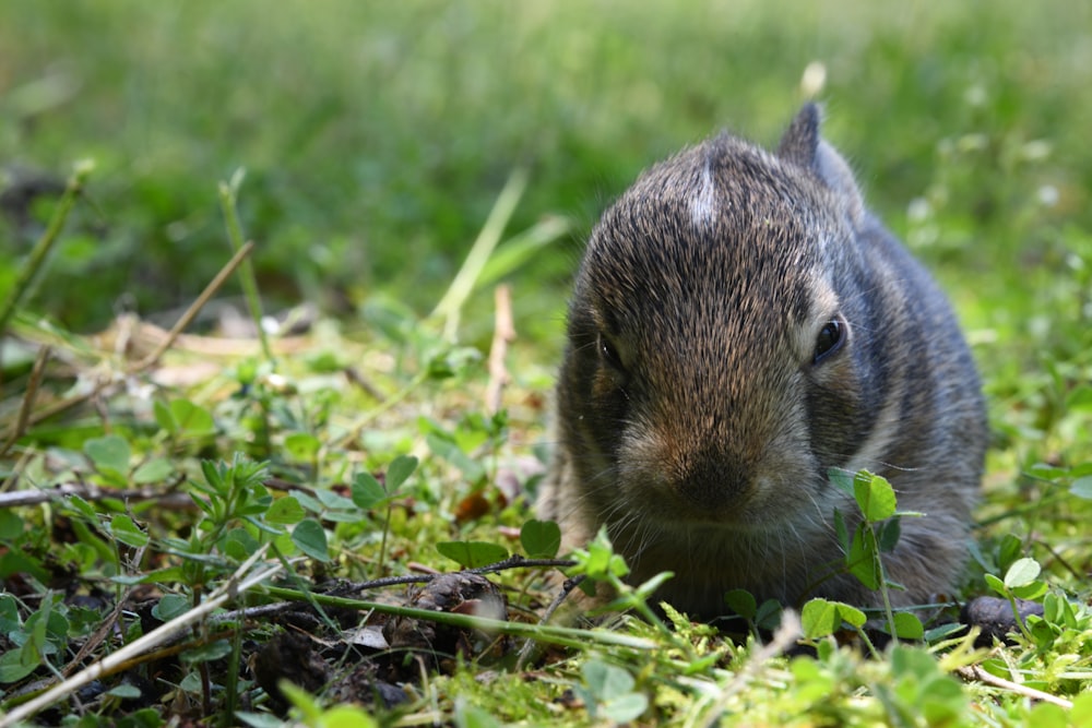 brown and black rabbit on green grass field during daytime