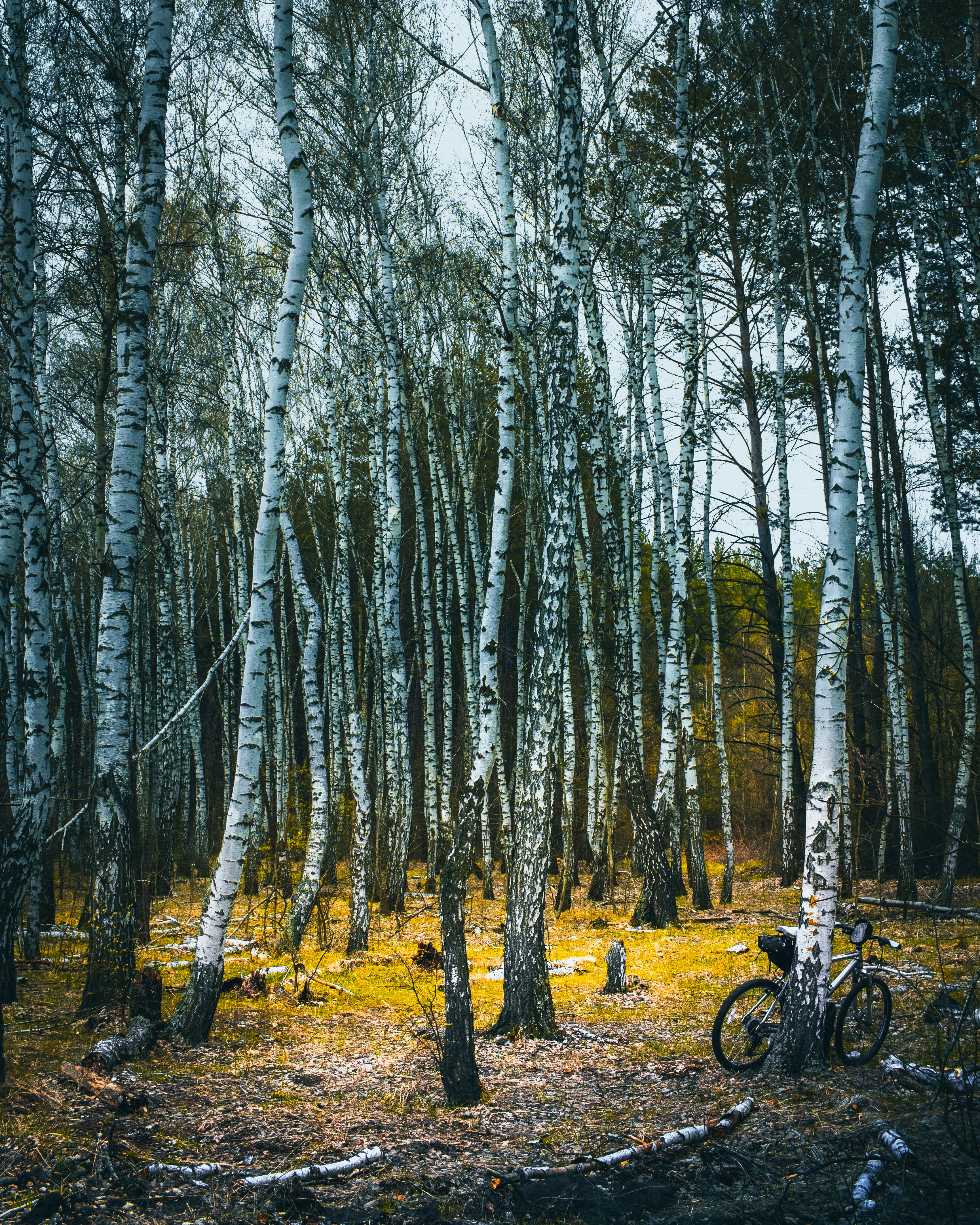 bicycle leaning on tree