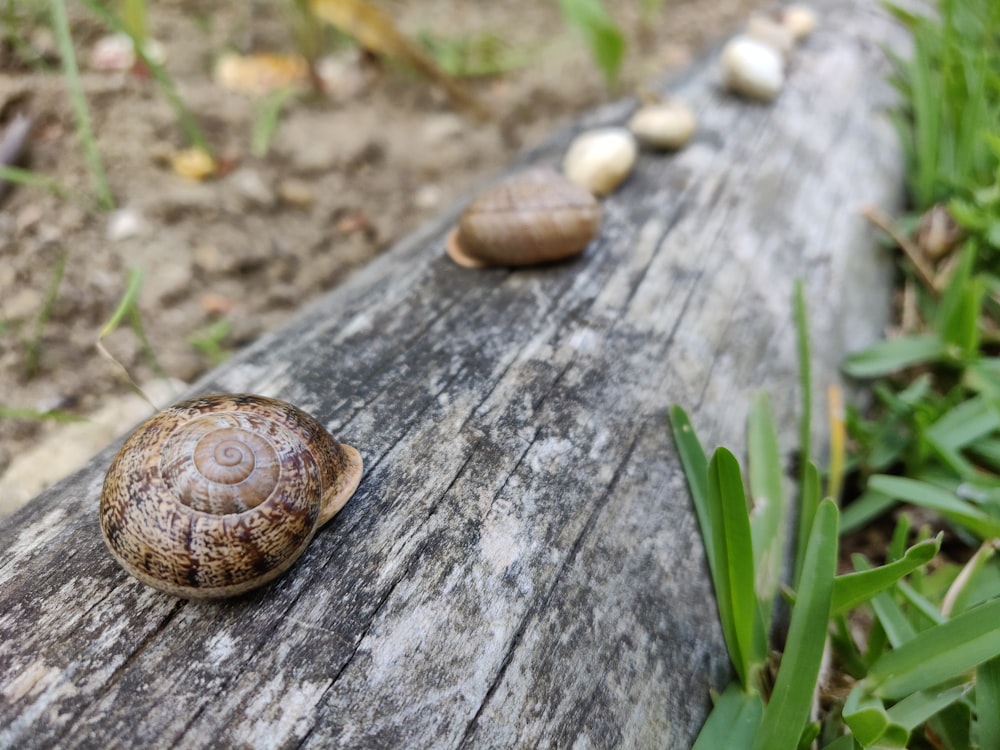 selective focus photography of snail on wood