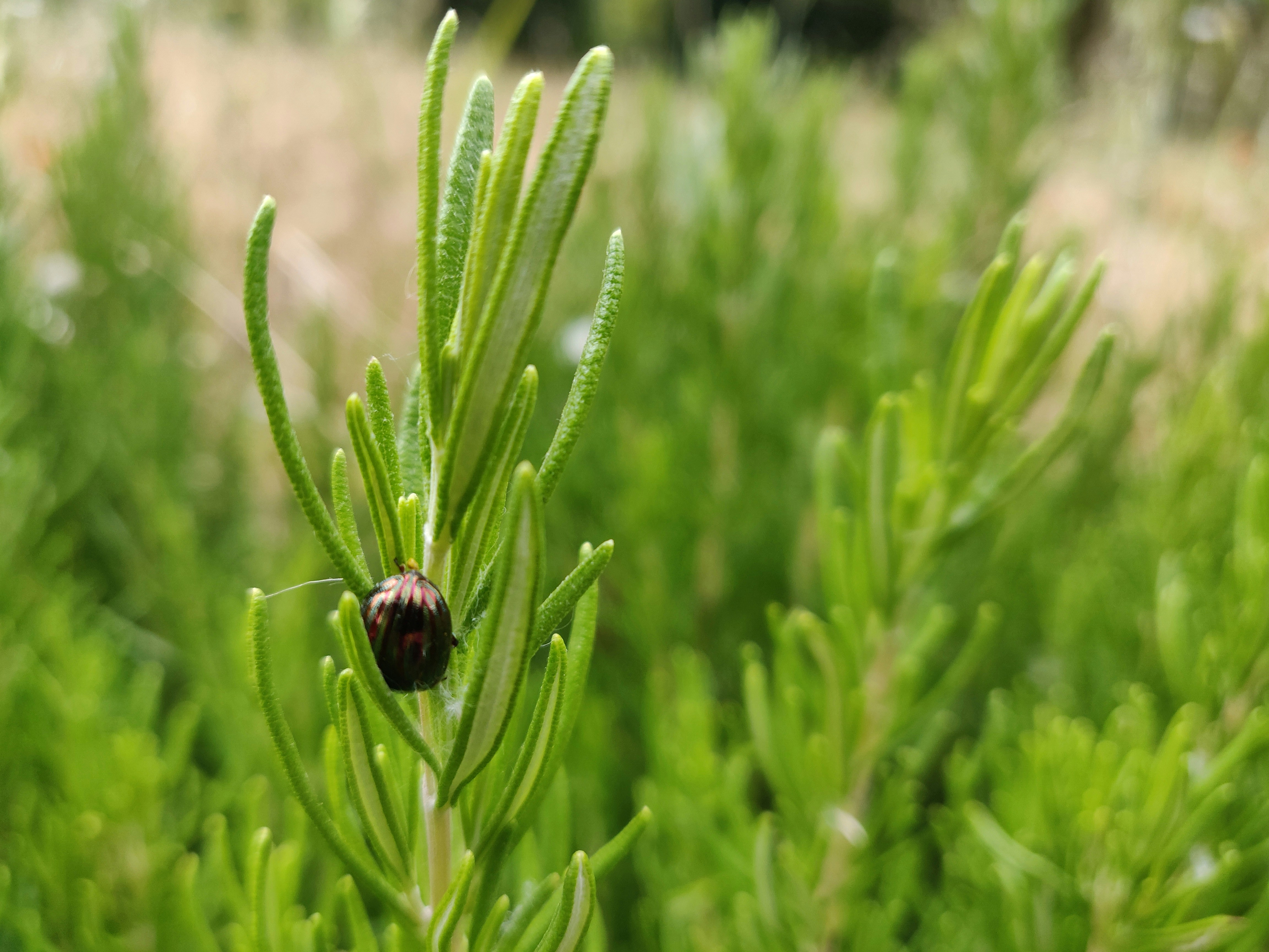 selective focus photo of black bug on green plant