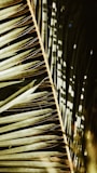 green coconut palm leaves