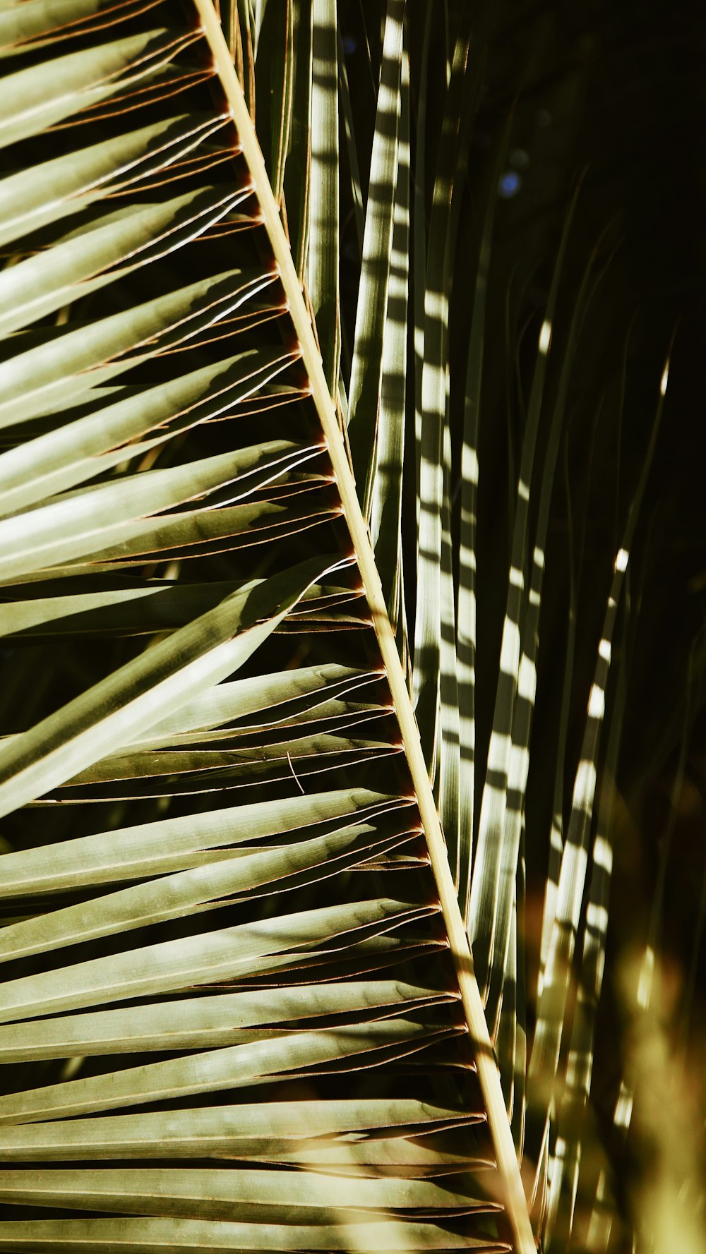 green coconut palm leaves