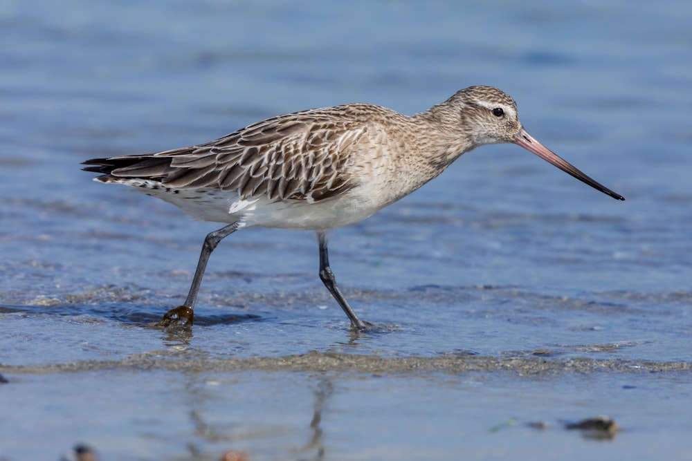 bird walking on body of water