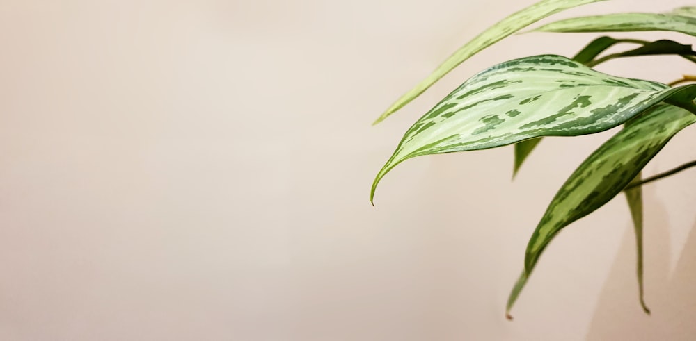 green and white plant