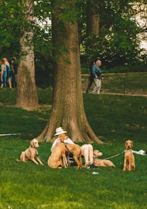 A person is sitting against a tree in a park, surrounded by several similar-looking brown dogs on leashes. The person is wearing a hat and shorts, and appears relaxed as they rest among the dogs. In the background, people are walking by, and the area is rich with green grass and large trees.