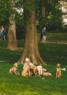 A person is sitting against a tree in a park, surrounded by several similar-looking brown dogs on leashes. The person is wearing a hat and shorts, and appears relaxed as they rest among the dogs. In the background, people are walking by, and the area is rich with green grass and large trees.