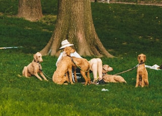 person sitting on grass surrounded by dogs