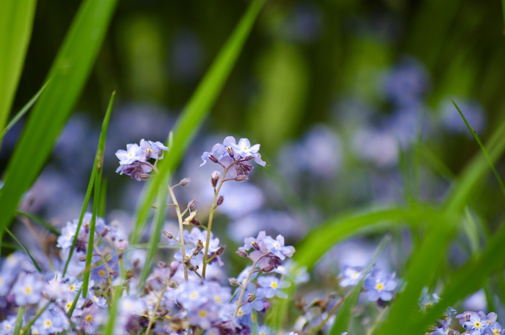 selective focus photo of purple flowers