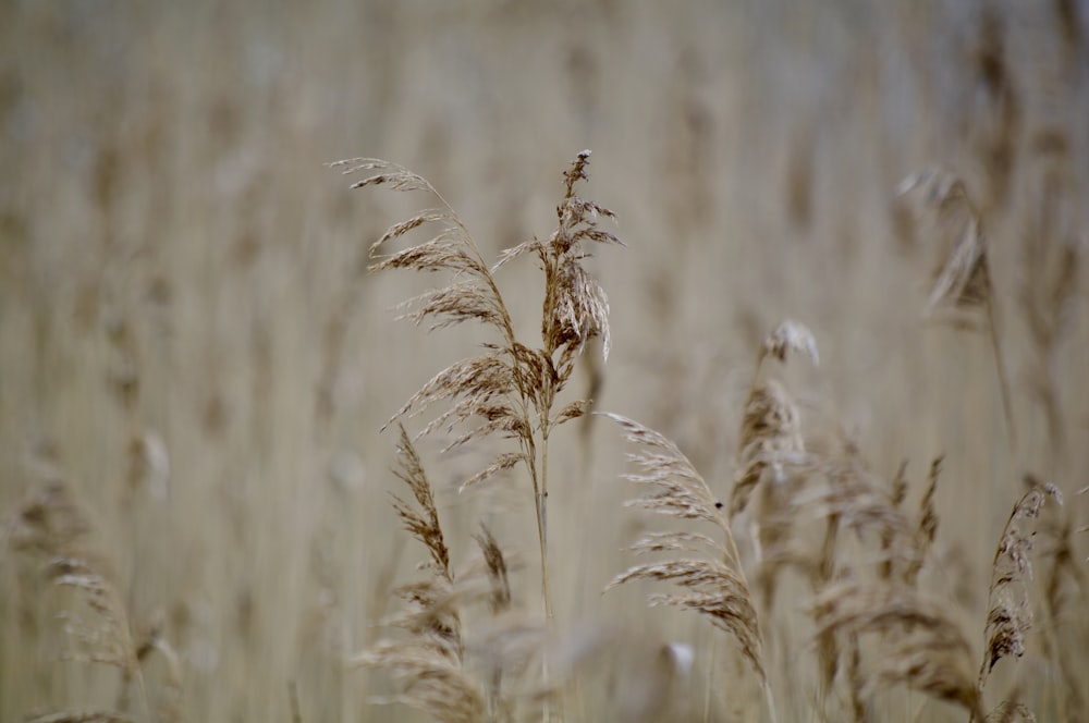 brown tall grass