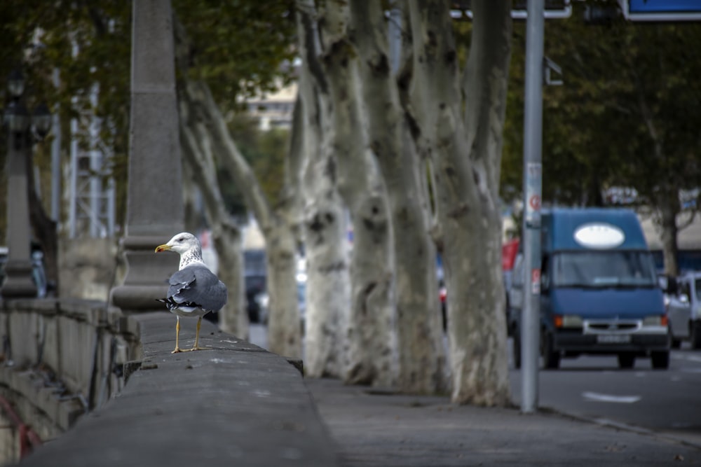 gray and white bird near trees