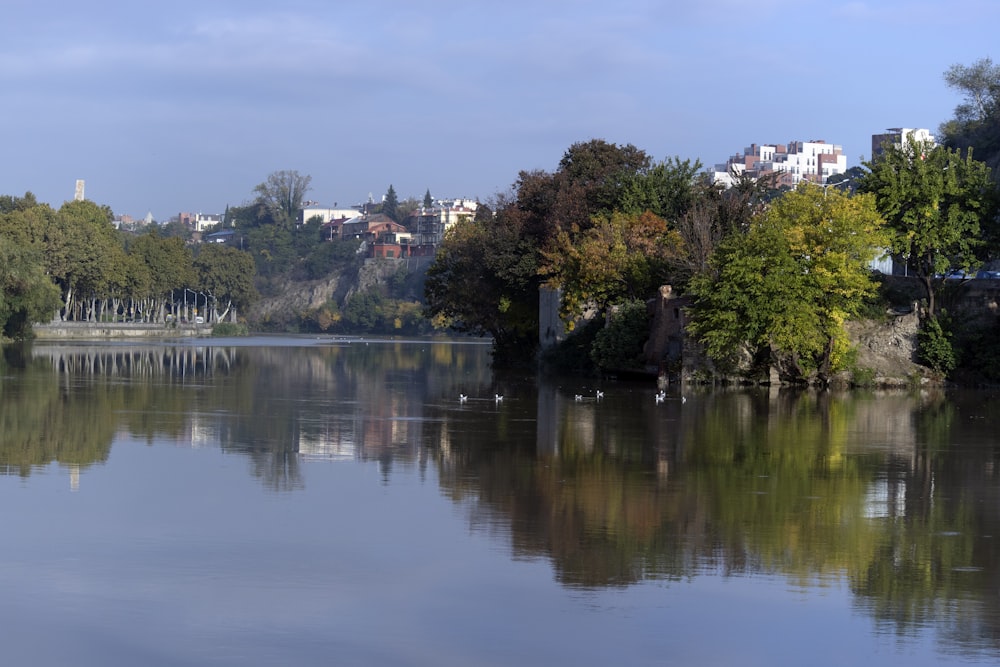 trees surrounded with body of water