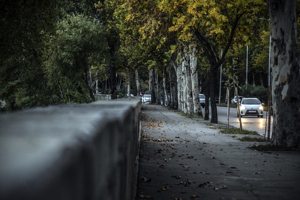 arbres bruns et verts