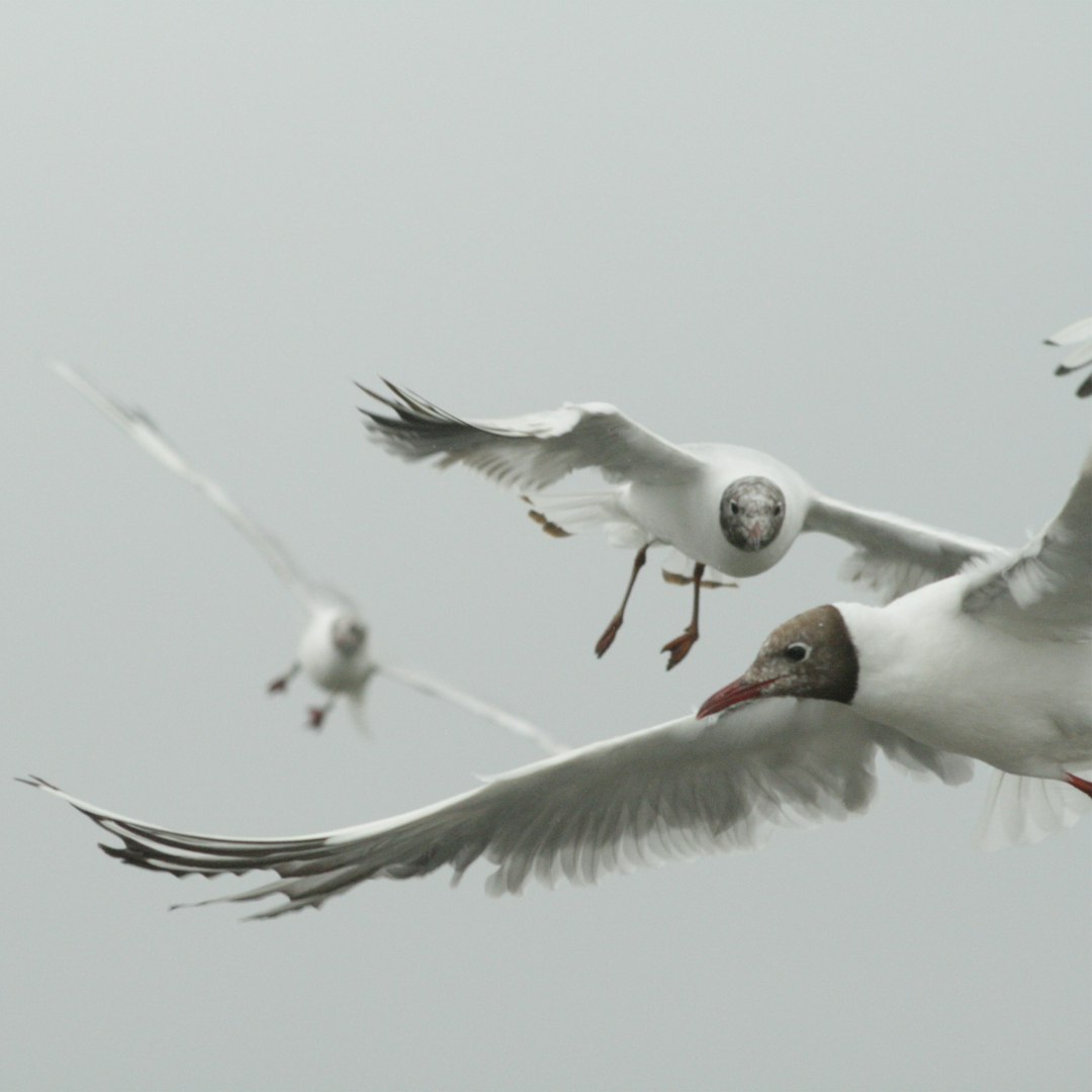 flock of birds