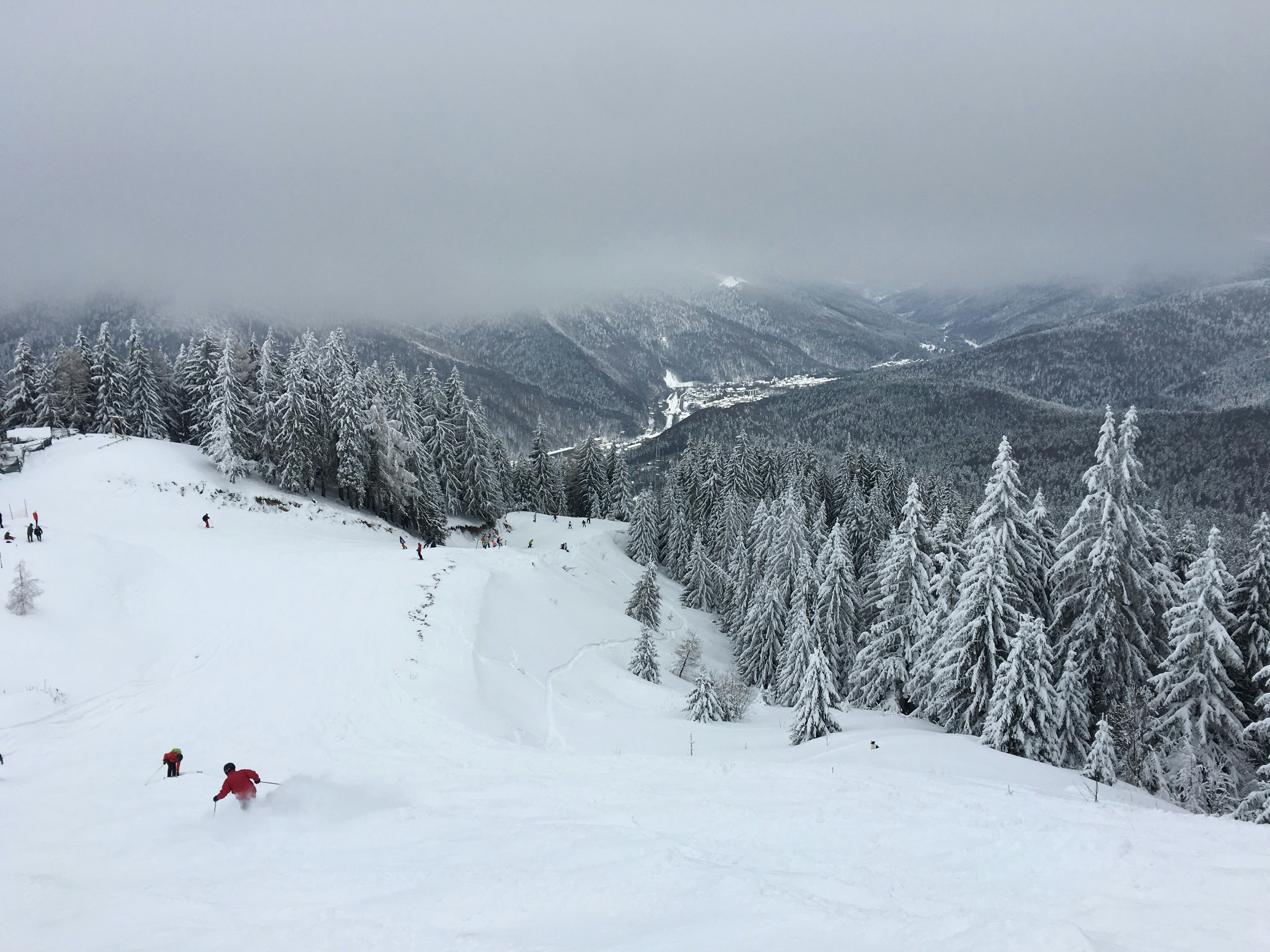 person skiing near trees during day
