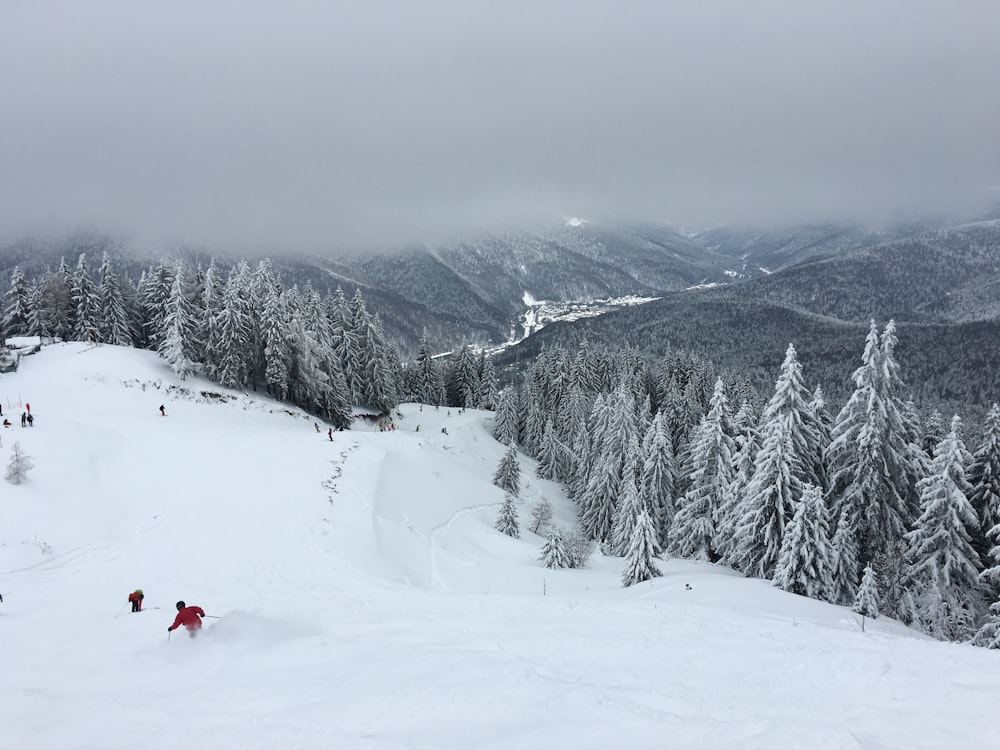 person skiing near trees during day