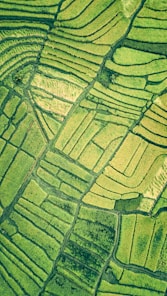 an aerial view of a rice field