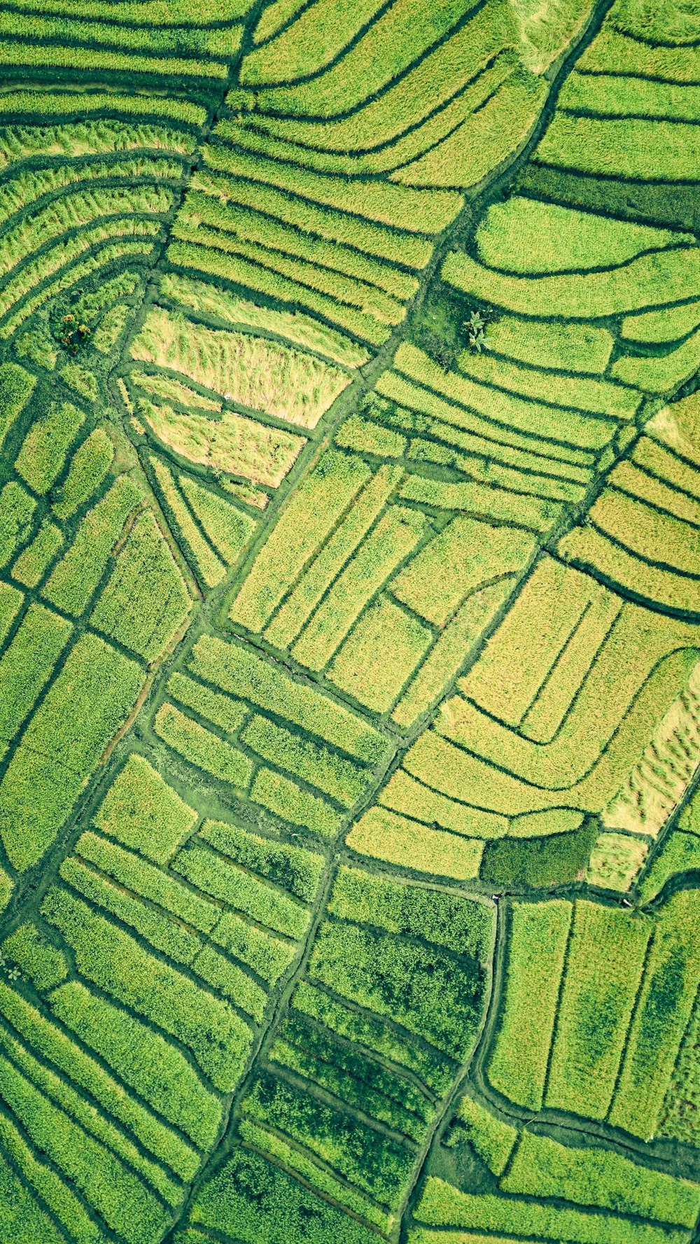 an aerial view of a rice field