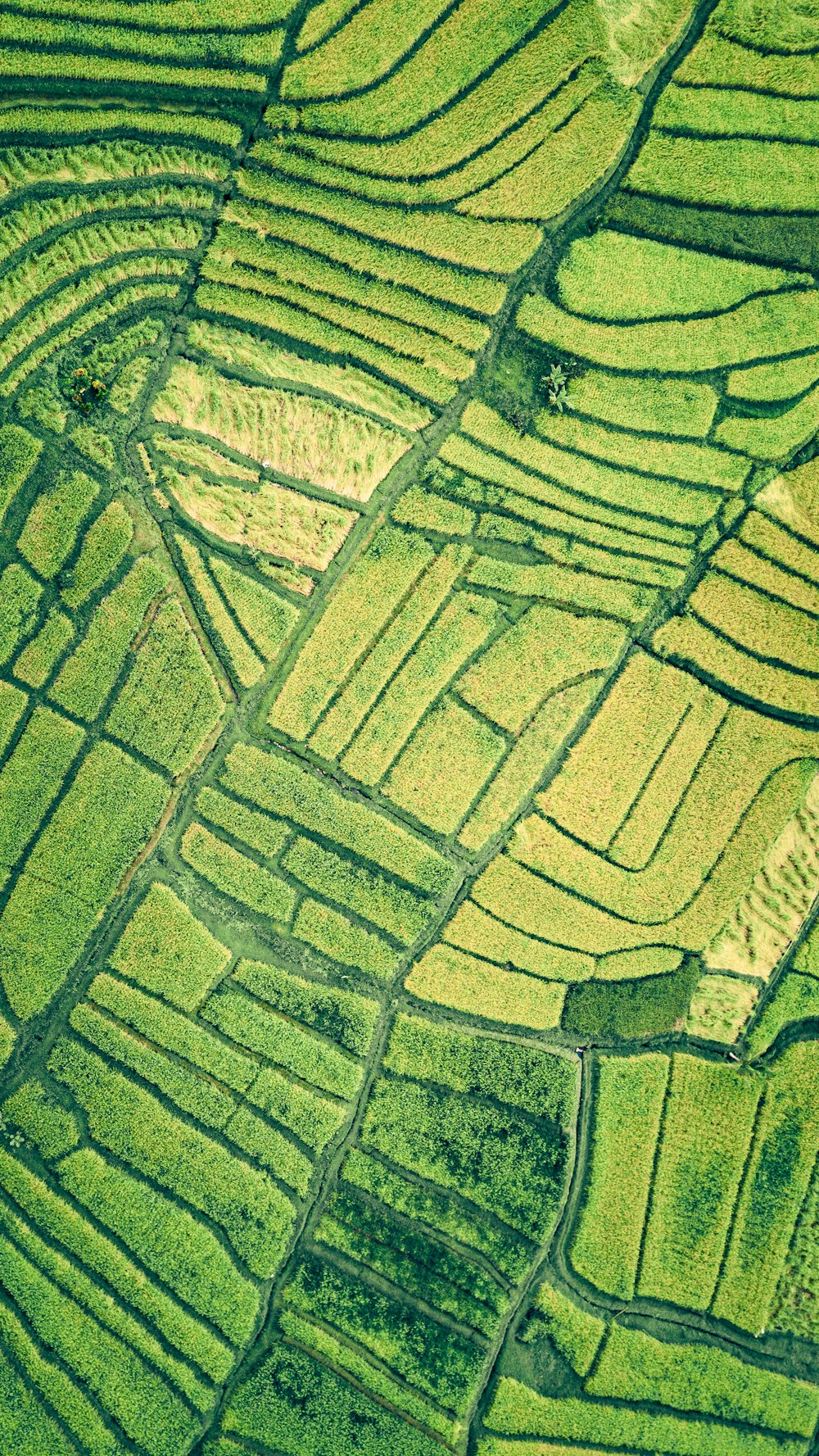 Eine Luftaufnahme eines Reisfeldes