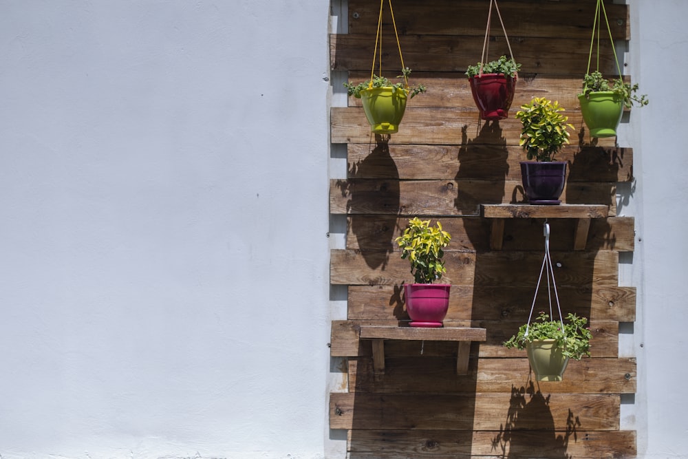 assorted hanged plants