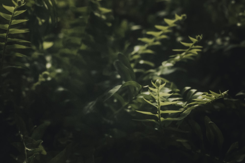 closeup of photo of green leaves