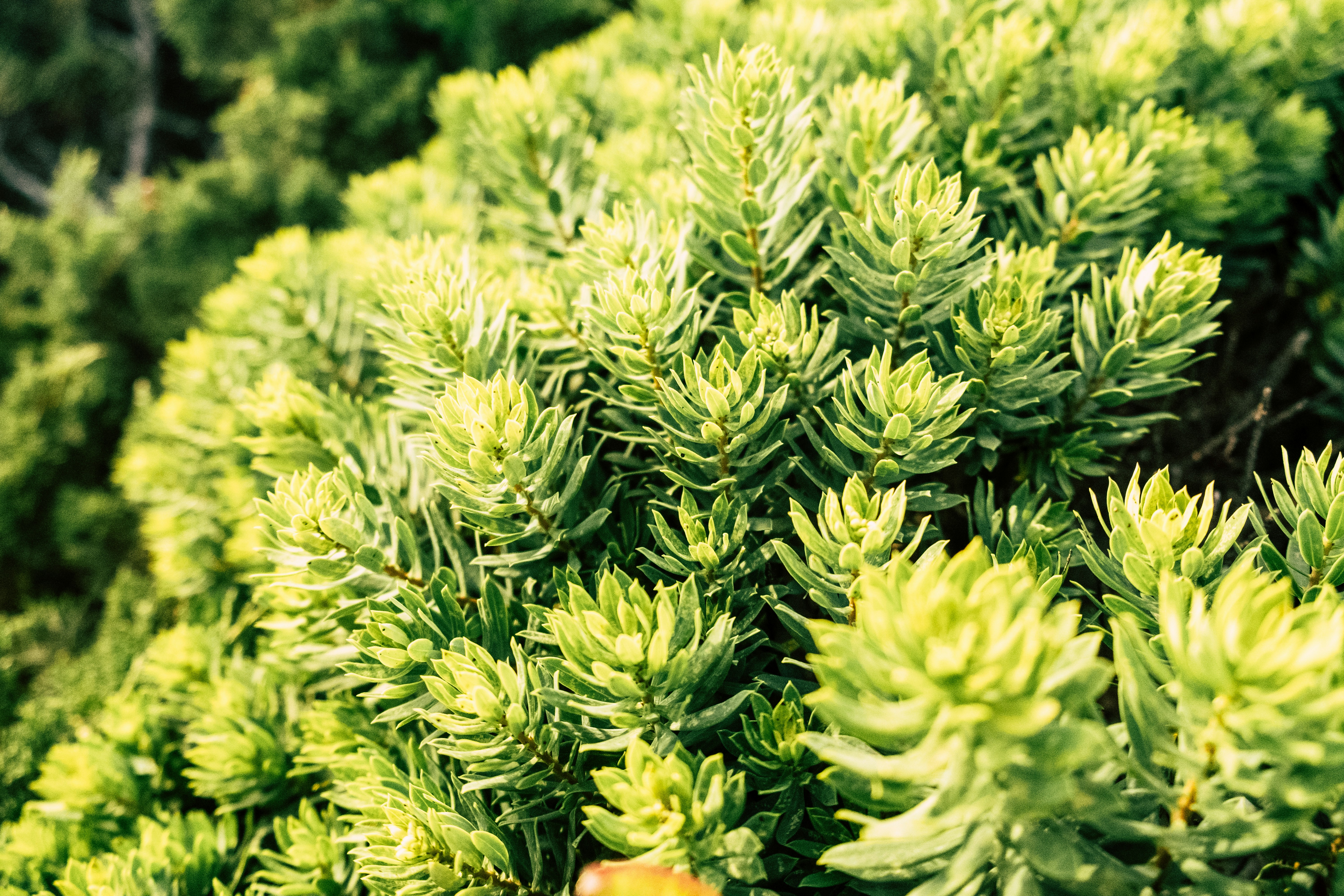 Photo by alexkurchev