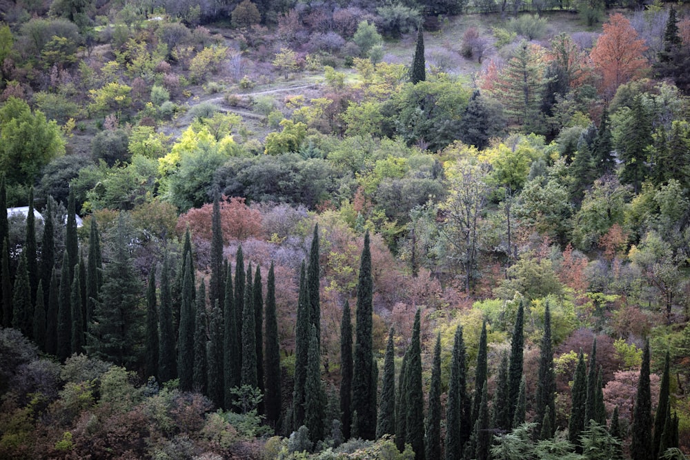 green tree lot