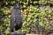 An elegant sapphire owl sculpture representing wisdom and insight.