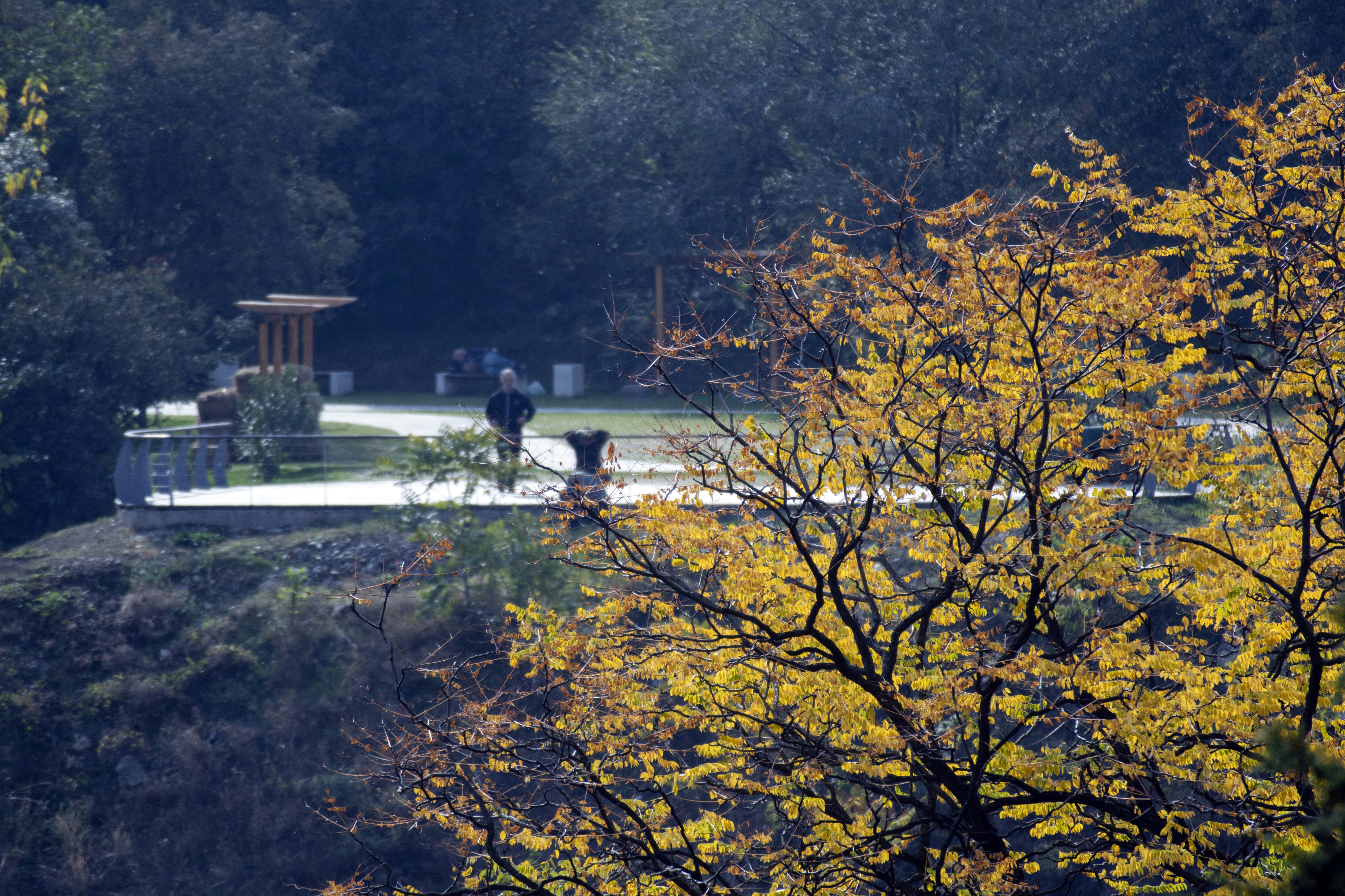 Yellow tree near park photo – Free Თბილისის ბოტანიკური ბაღი Image on ...