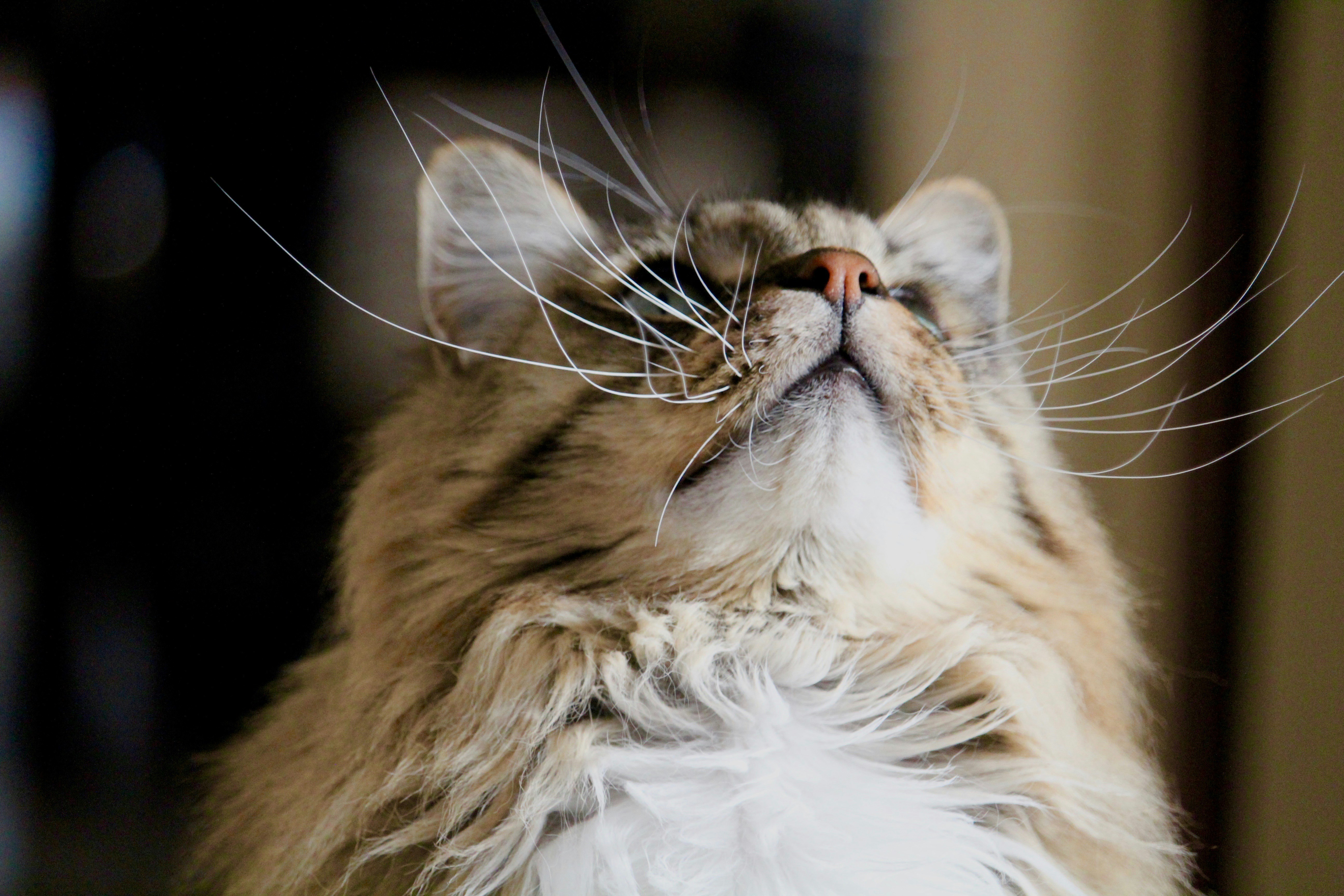Whisker Wisdom: Sensory Rituals (image credits: unsplash)
