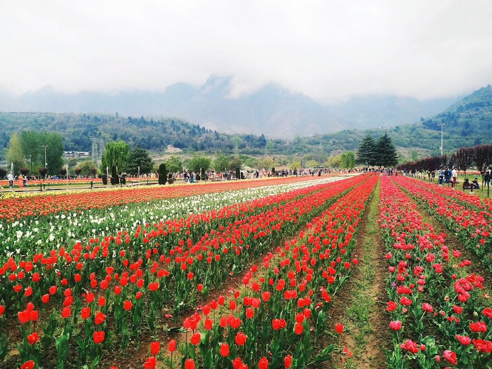 red and white tulip field during daytime