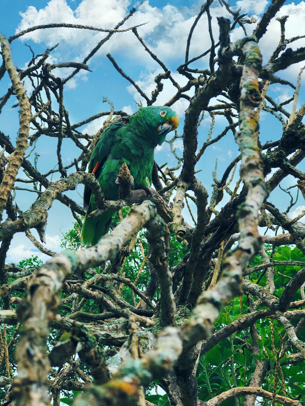 green parrot preaching tree