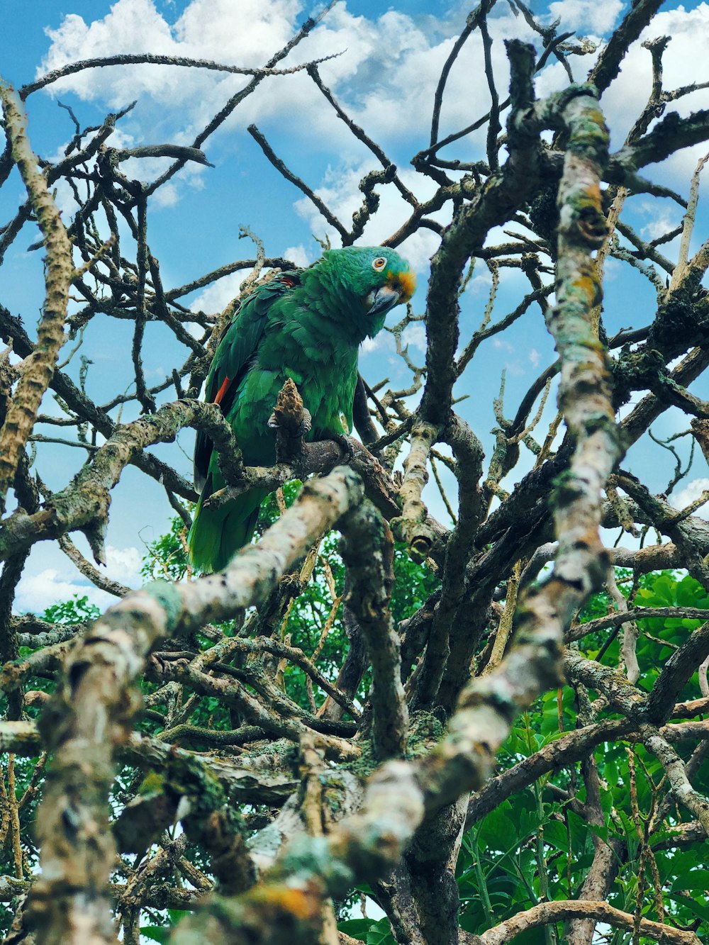 perroquet vert prêchant l’arbre