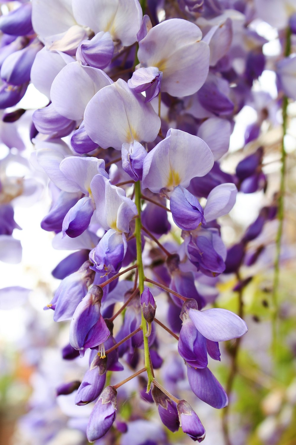 blooming white and purple orchid flowers