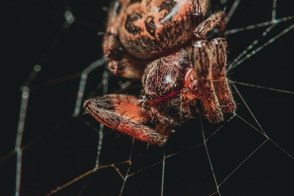 Fotografia macro di ragno fienile arancione sulla ragnatela