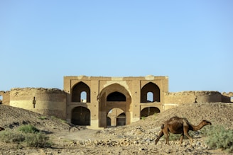 A weathered, historic building with arches and brickwork stands in a desert landscape, surrounded by dry earth and sparse vegetation. A solitary camel walks in the foreground, adding to the scene's regional character.