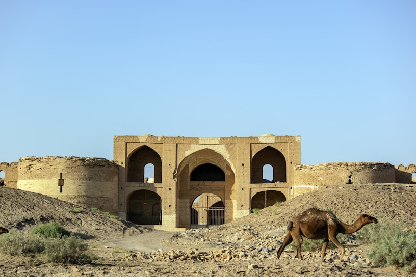 A weathered, historic building with arches and brickwork stands in a desert landscape, surrounded by dry earth and sparse vegetation. A solitary camel walks in the foreground, adding to the scene's regional character.