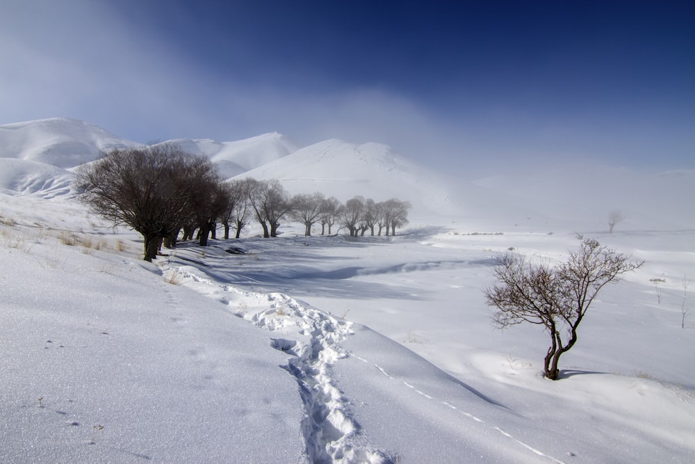 pathway leading to trees on a snowy mountain