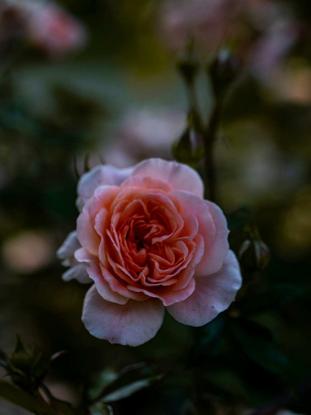 fotografia de foco seletivo de rosa rosa