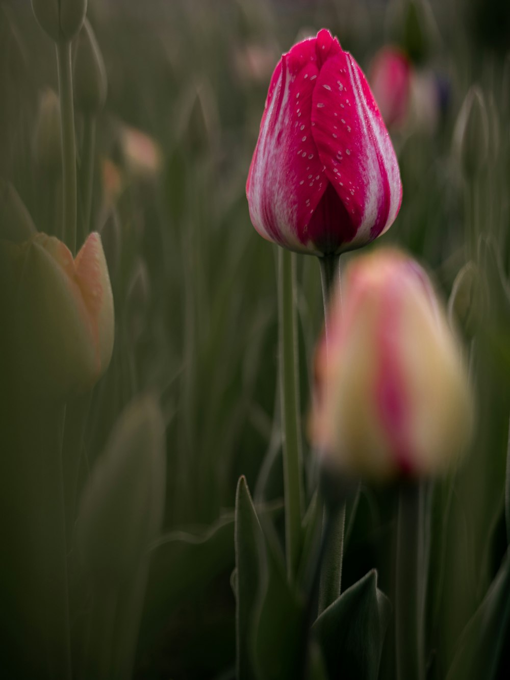 selective focus photography of water dew on pink tulip