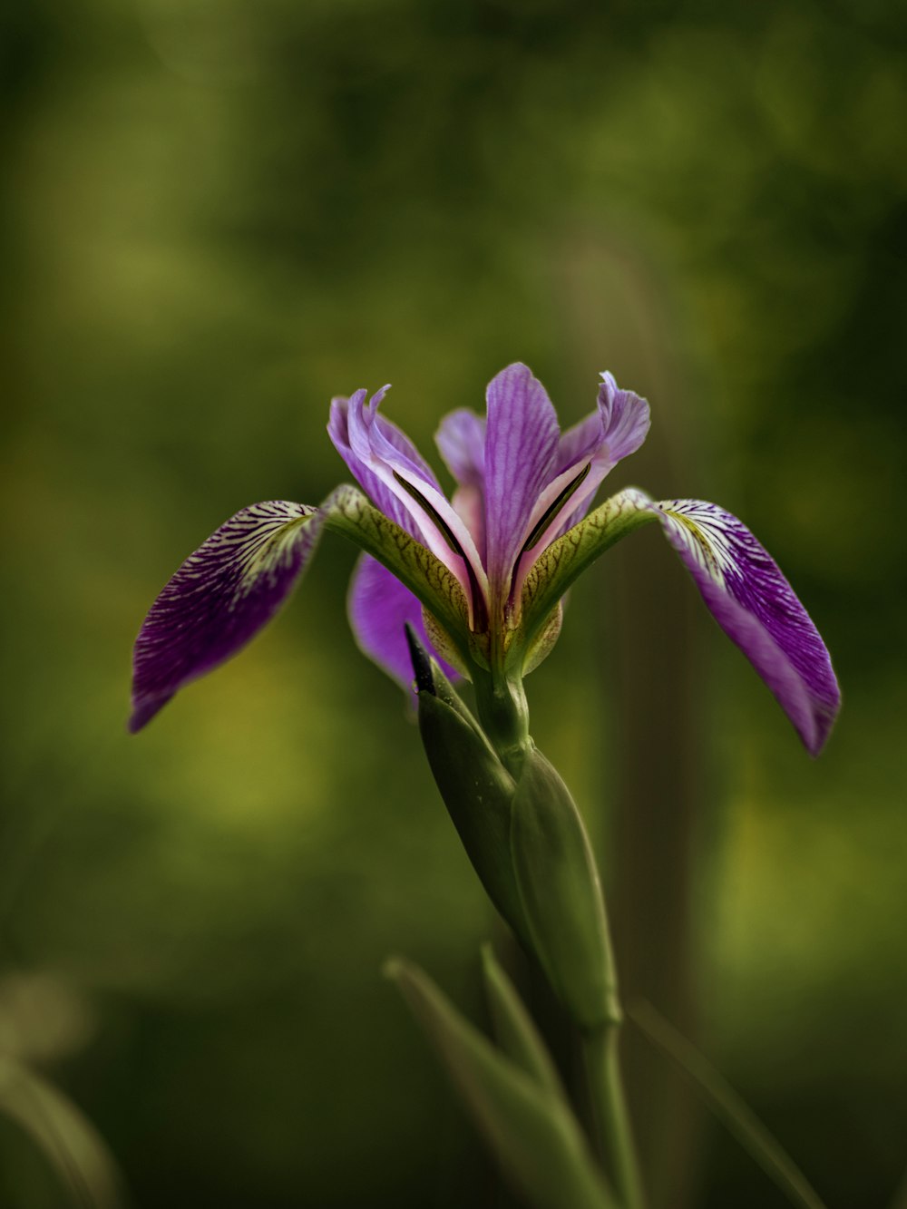 selective focus photography of purple petaled flower plant