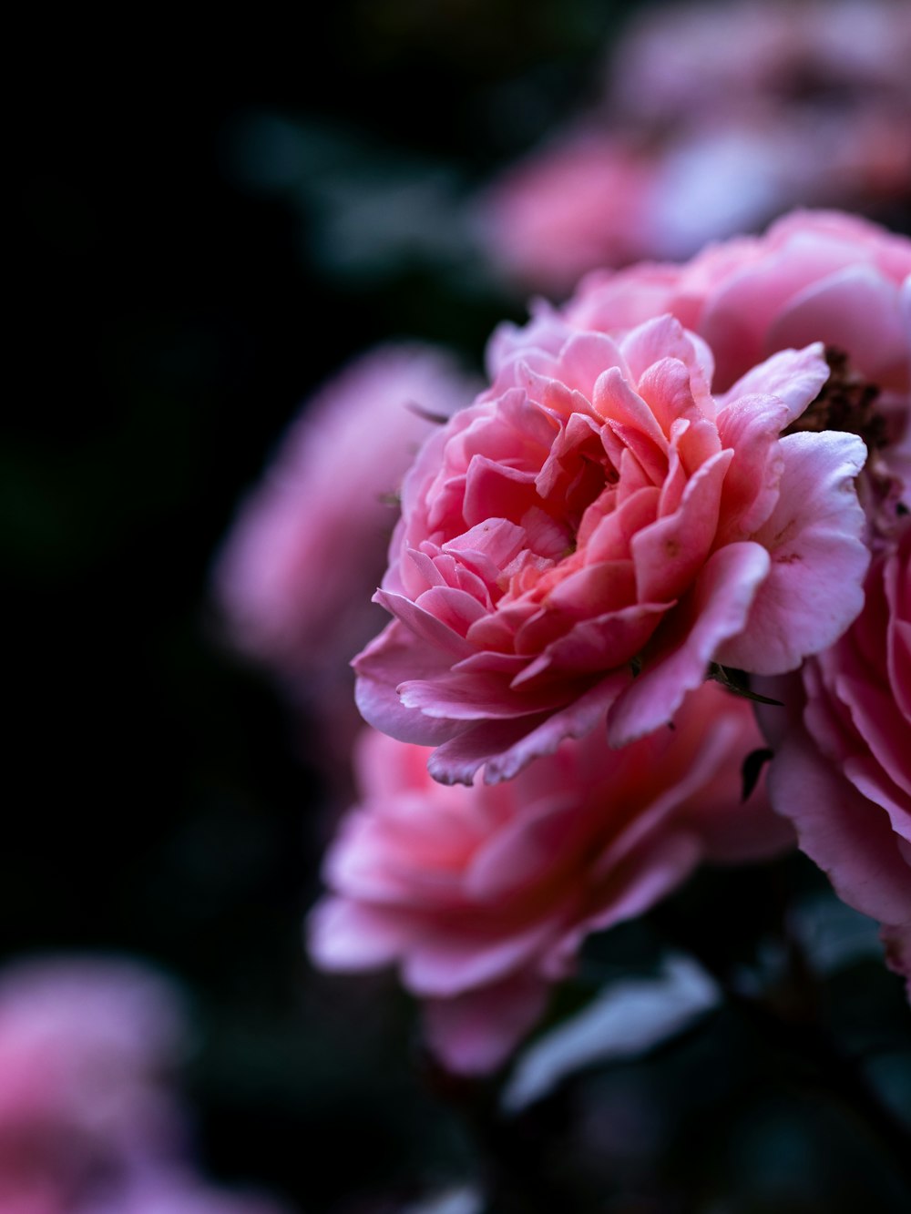 pink petaled flower