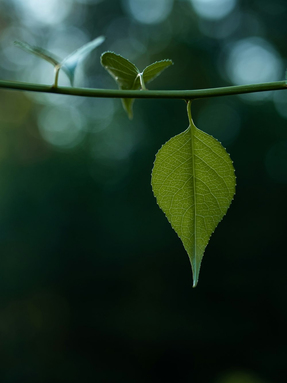 green leaf