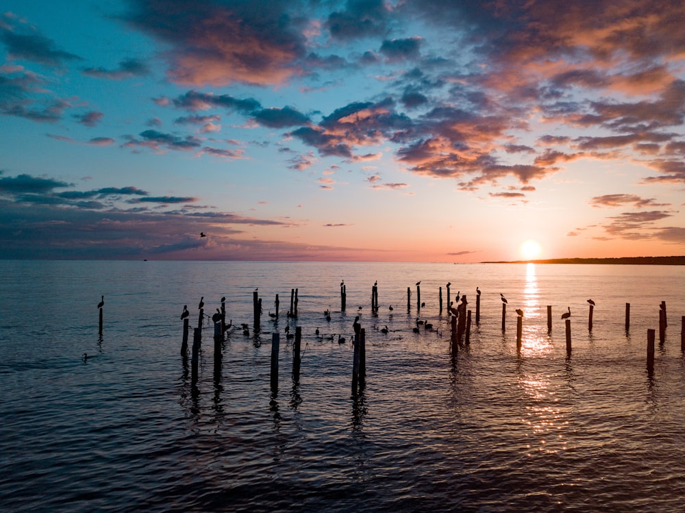 silhouette photography of driftwood in the sea during golden hour