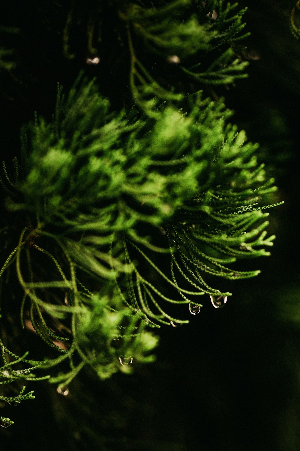 fotografia ravvicinata di piante a foglia verde